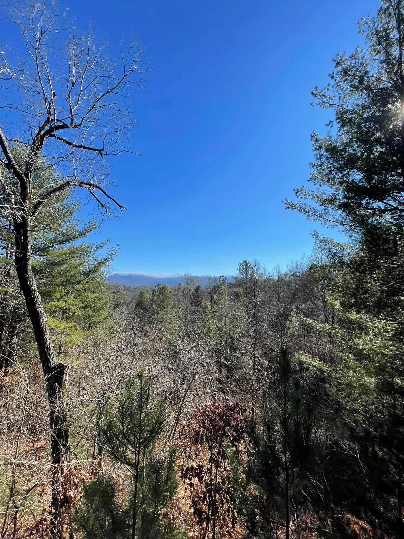 A scenic view of a dense, sunlit forest under a clear blue sky, framed by trees in the foreground.