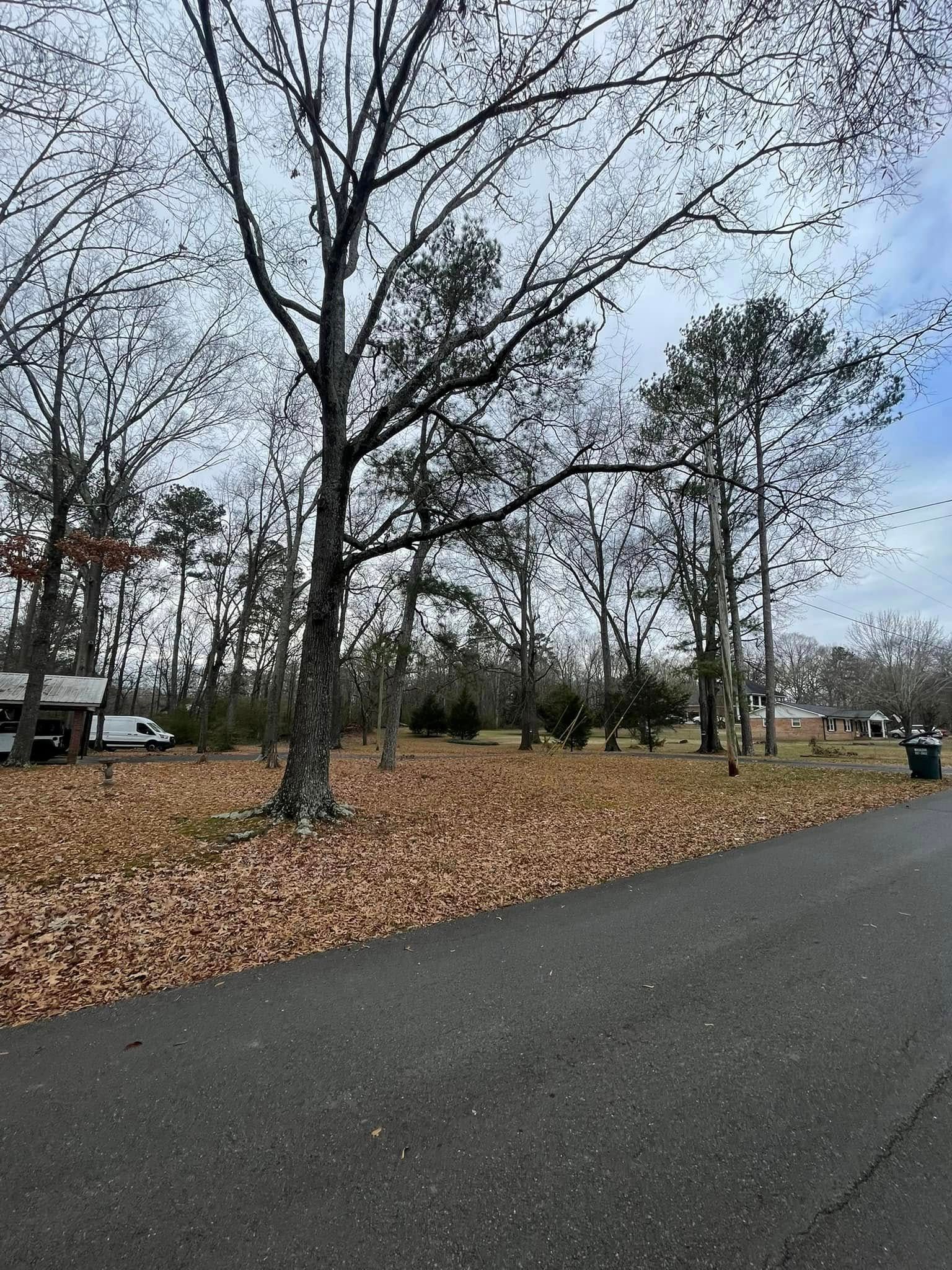 A paved road borders a yard covered in fallen brown leaves, with tall bare trees against a partly cloudy sky.