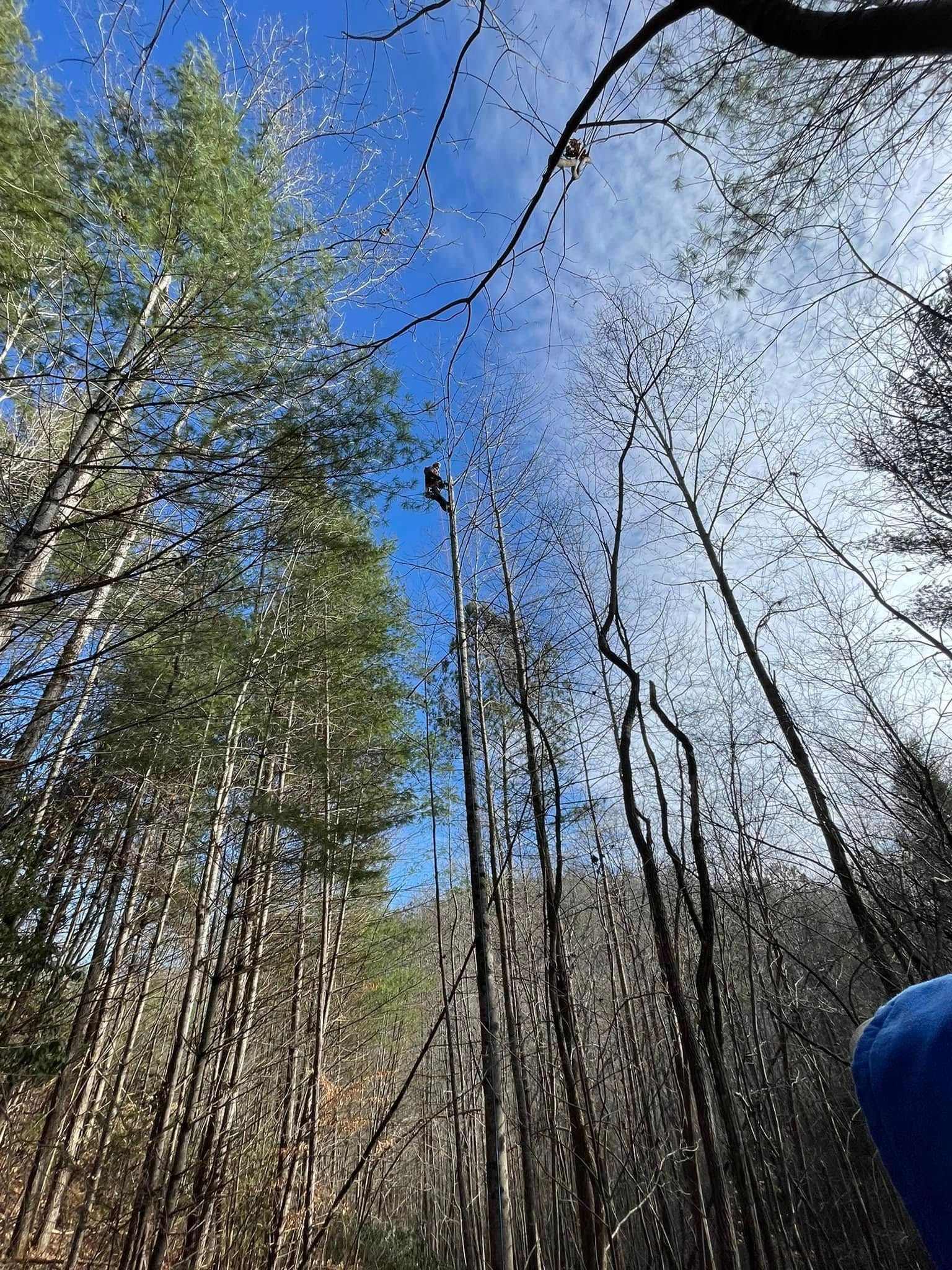 A low-angle view of tall, thin trees reaching toward a bright blue sky, with a single bird perched near the top center.