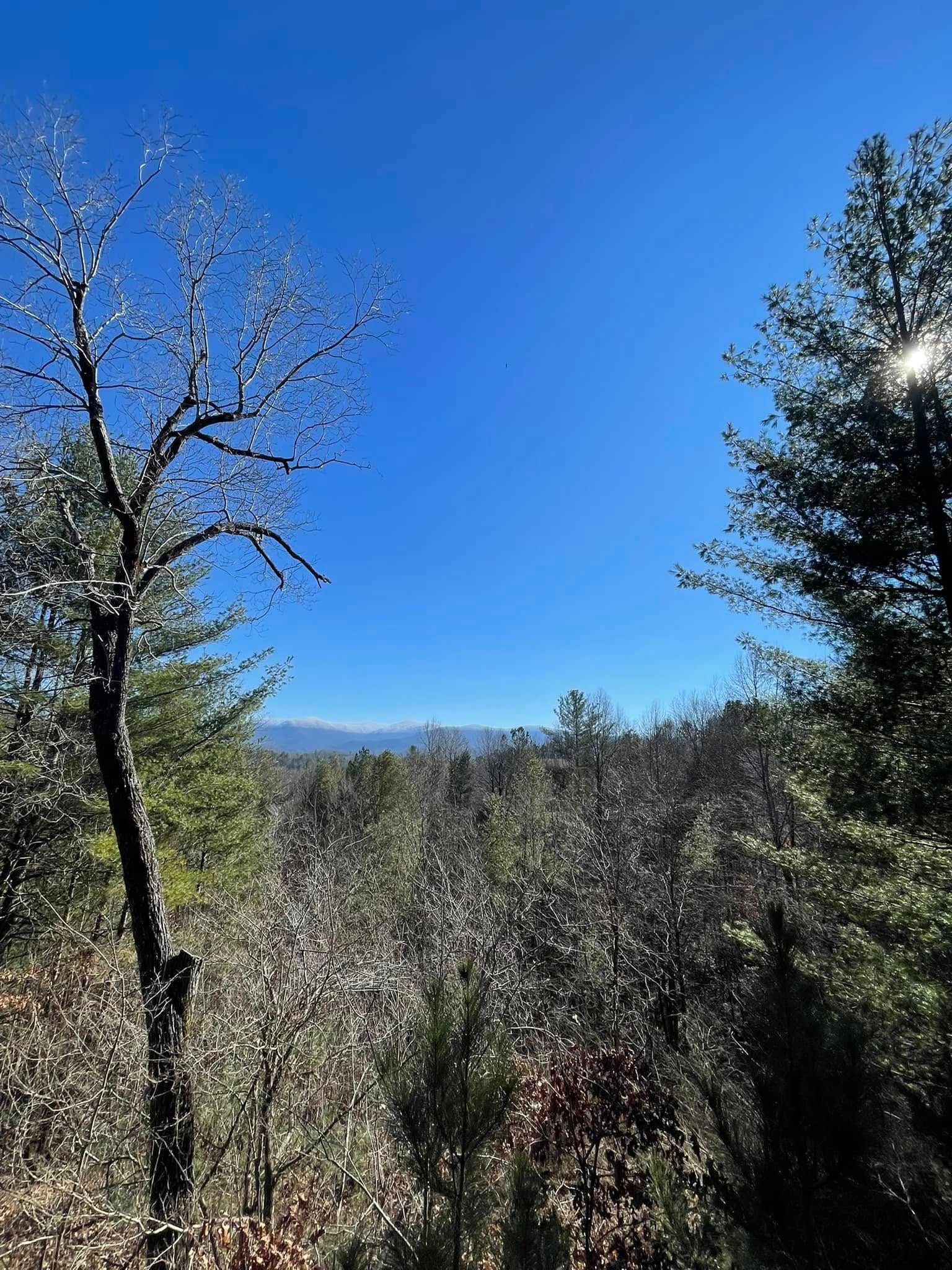 A bright blue sky over a forest landscape with bare trees and distant mountains in the sunlight.