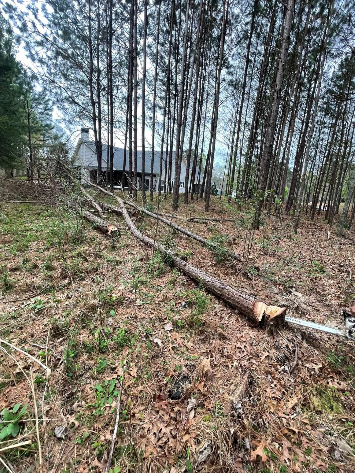 A felled pine tree lies on the forest floor, with a house visible among the standing trees in the background.
