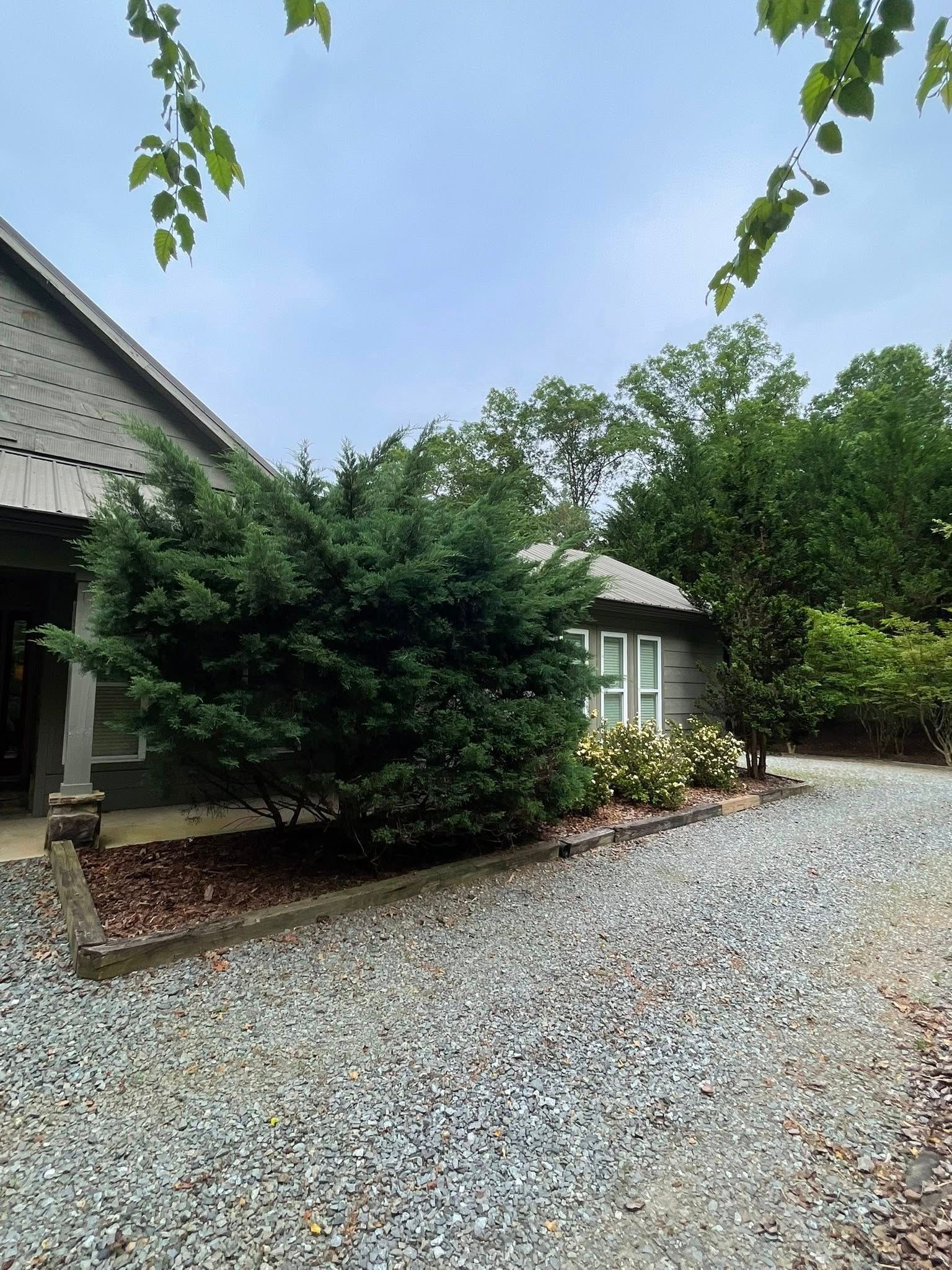 A gravel driveway leads to a house with a large green bush and blooming white flowers in the front landscaping.