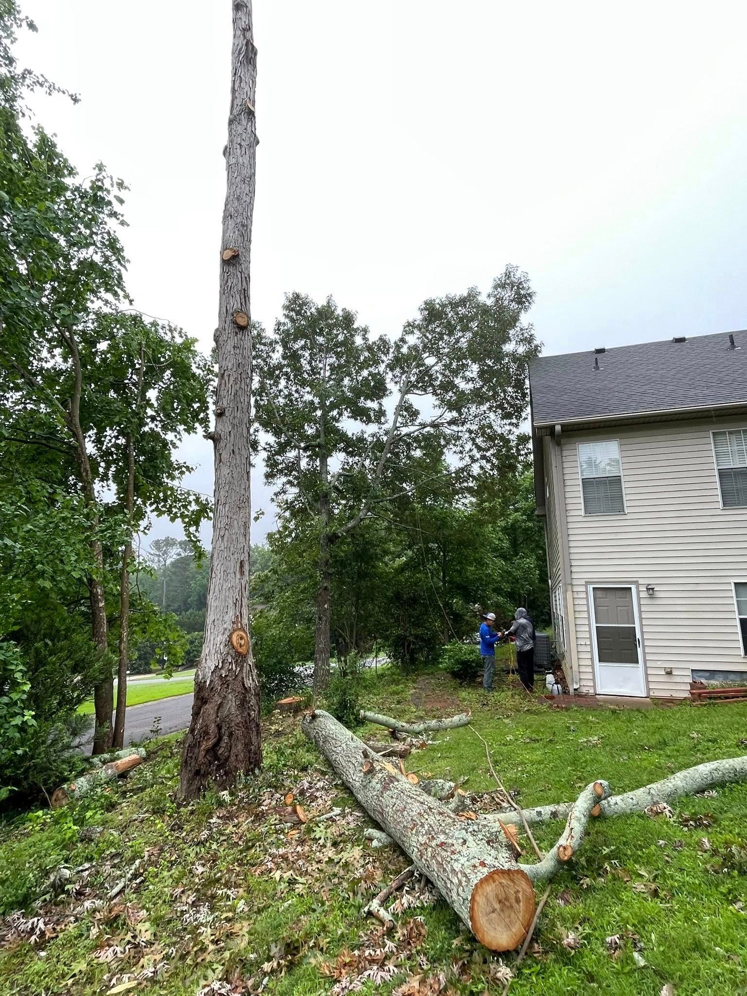 Two people stand near a residential building in a grassy yard, where a tall tree stands and another lies felled nearby.