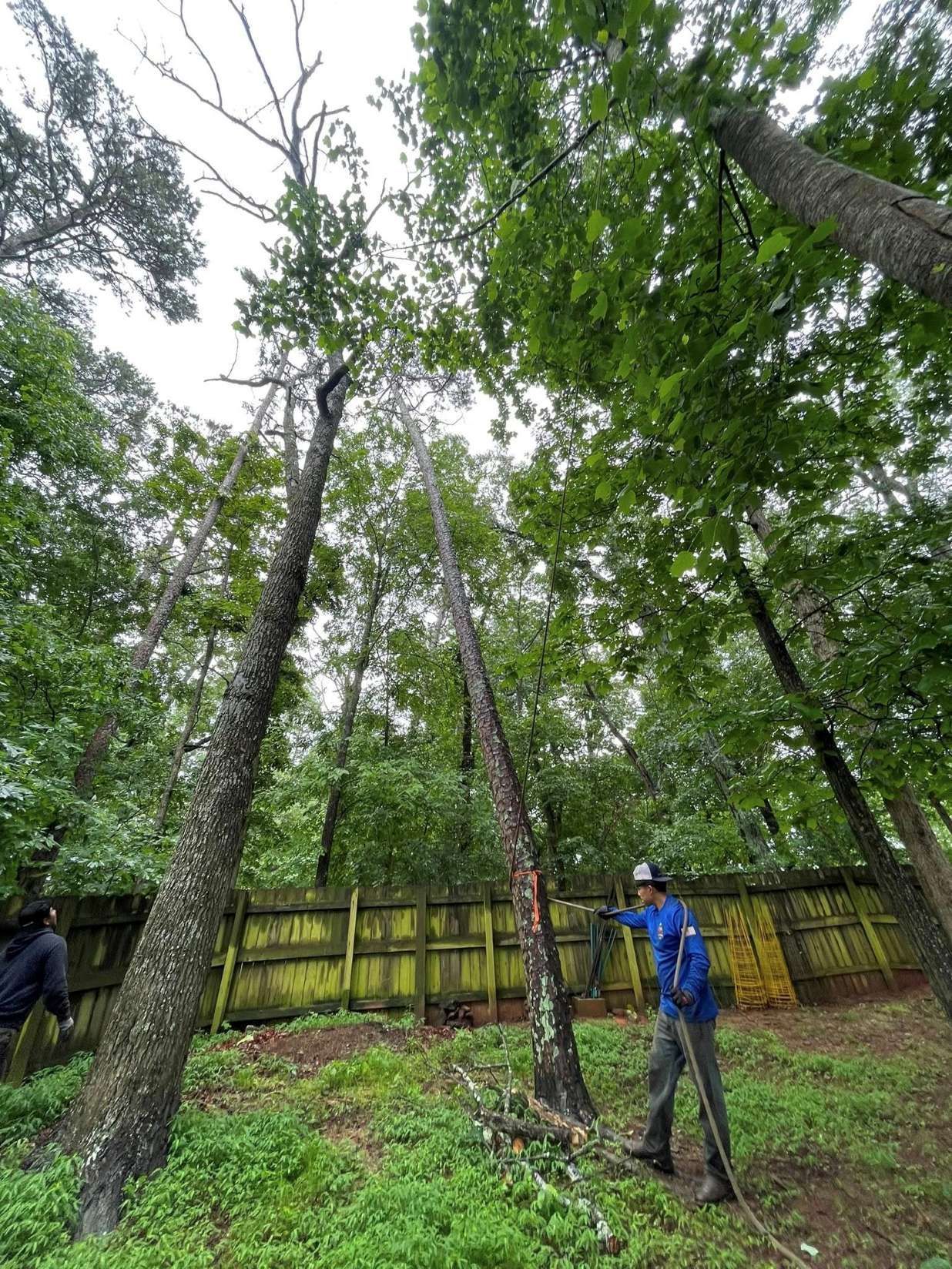 A worker in a blue shirt holds a chainsaw near the base of a tree in a wooded area with a wooden fence in the background.