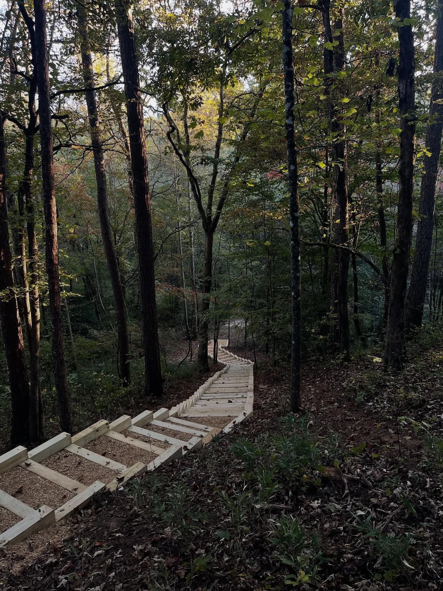Wooden stairs descend through a shaded forest, winding between tall trees covered in fallen brown leaves.