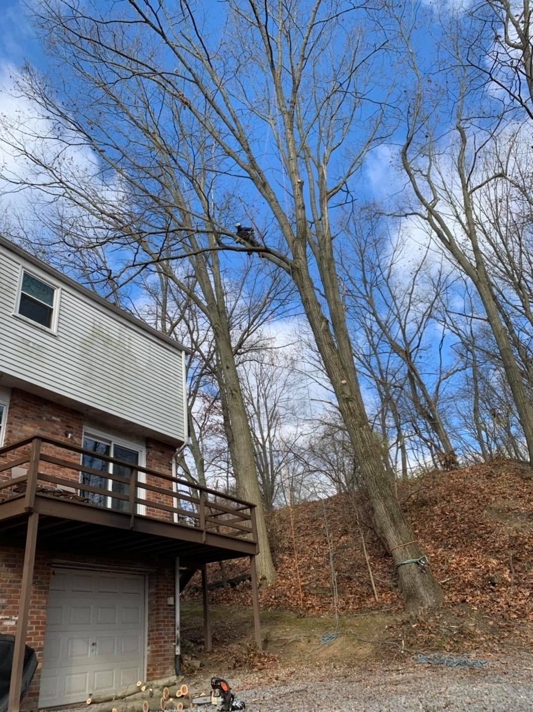 A house with a deck and a large tree in front of it.
