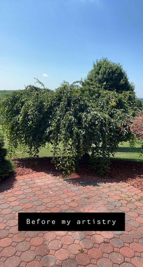 A tree in a yard with a sign that says `` before my artillery ''.