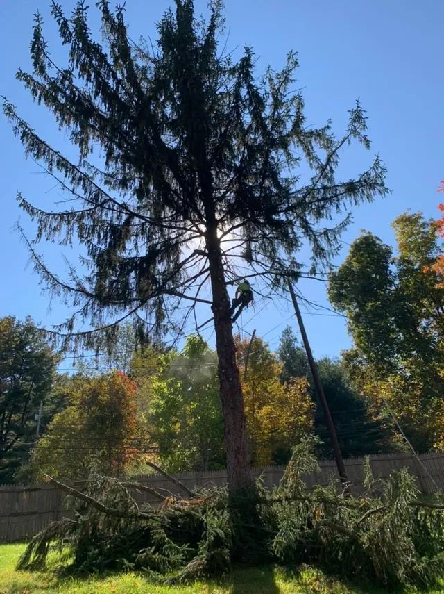 A man is climbing a tree in a backyard.