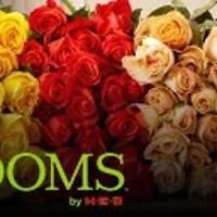 Assorted red, pink, and cream roses with partial “BLOOMS” text on a dark background