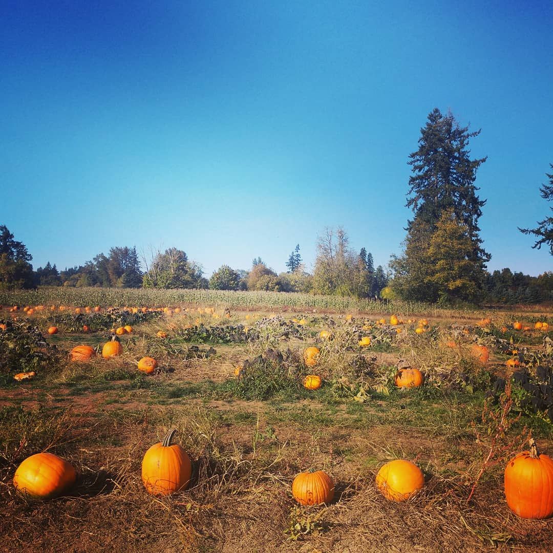 A field of pumpkins on a sunny day with trees in the background. | J&H Automotive