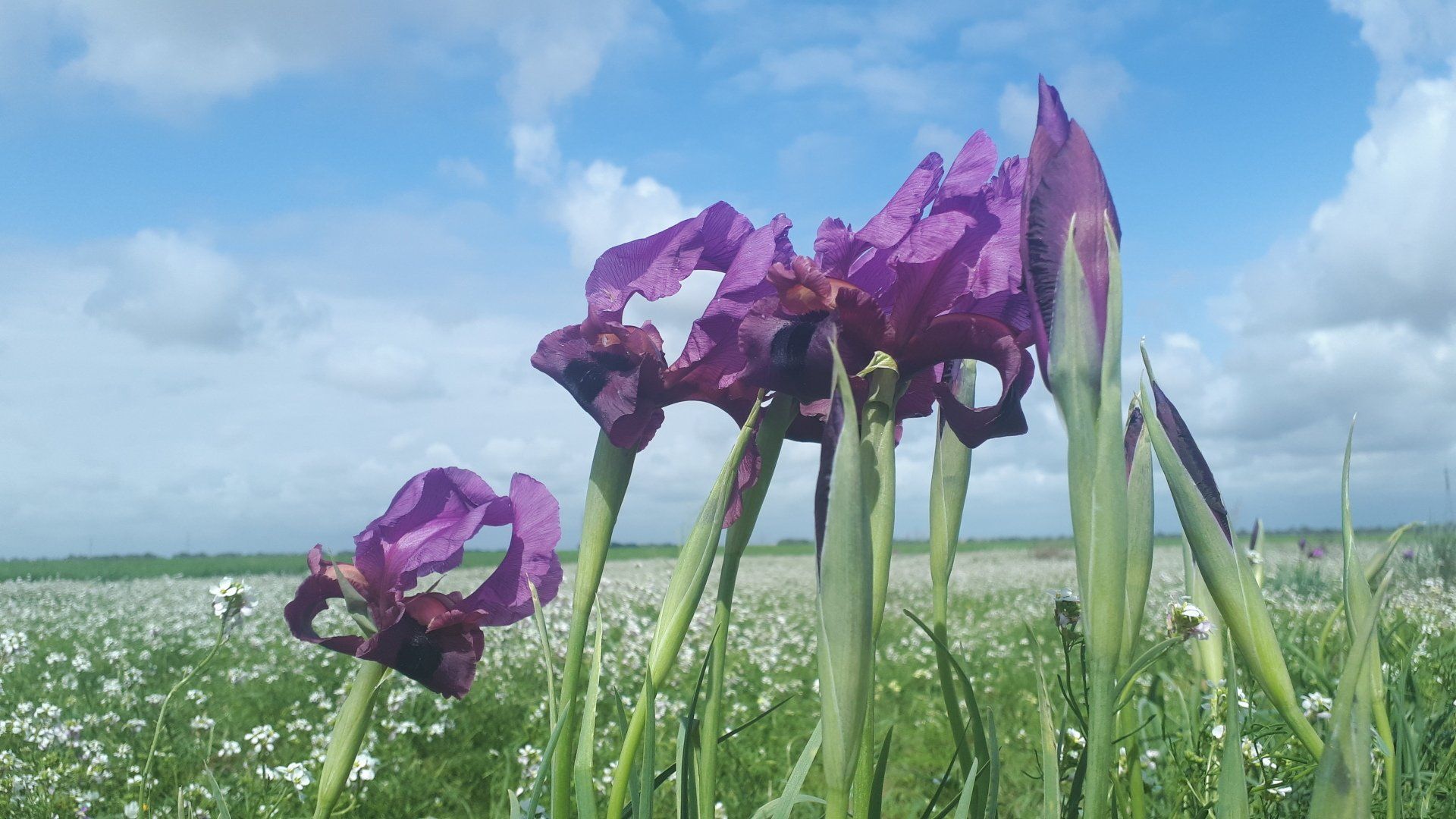 Purple irises bloom in a field of white flowers under a blue sky with clouds.