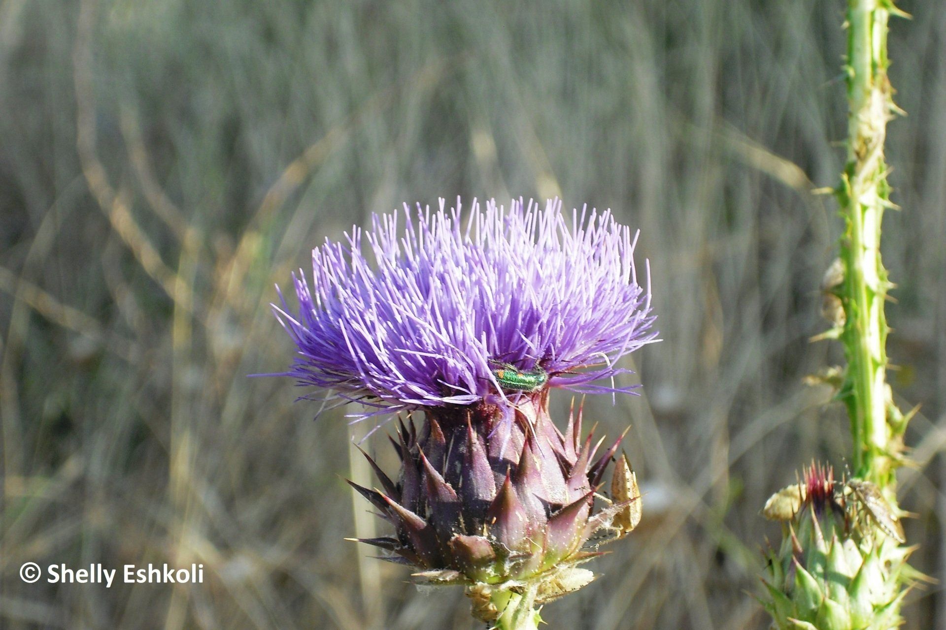 Purple thistle flower with spiky base, green bug on top, set against a blurred brown background.