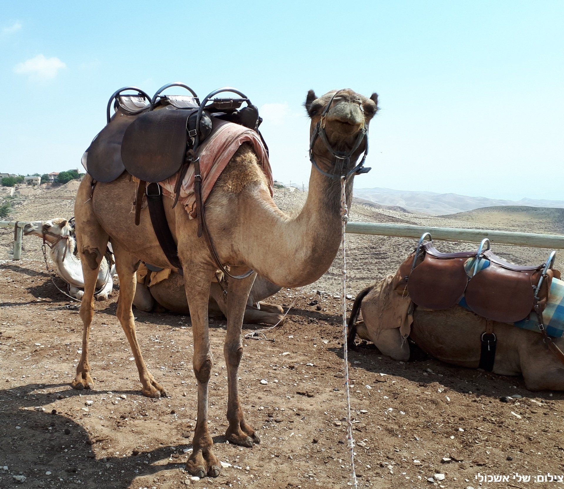Camel with saddle stands in arid landscape, two others rest nearby.