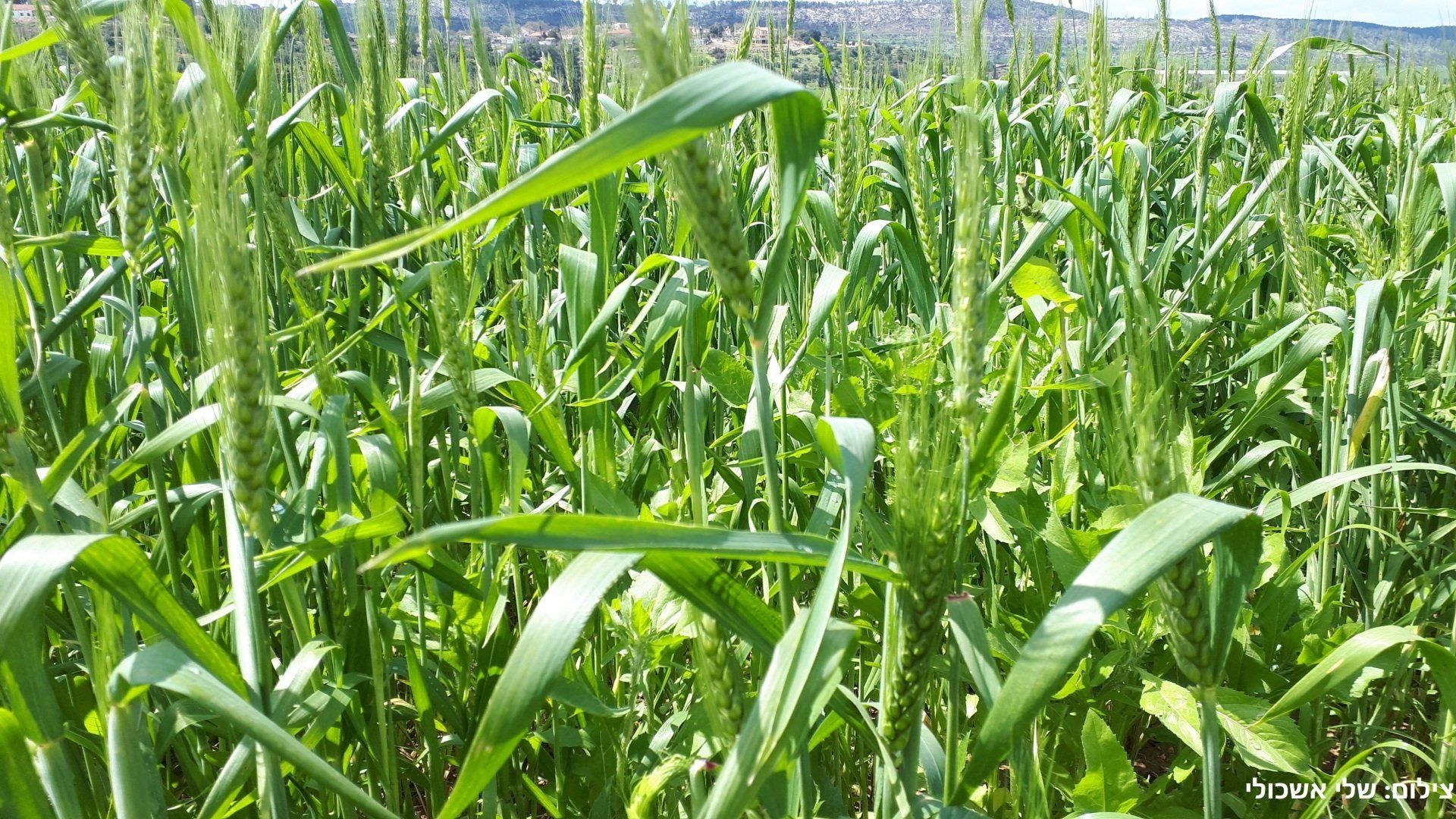 Green wheat field, close-up view, sunny day.