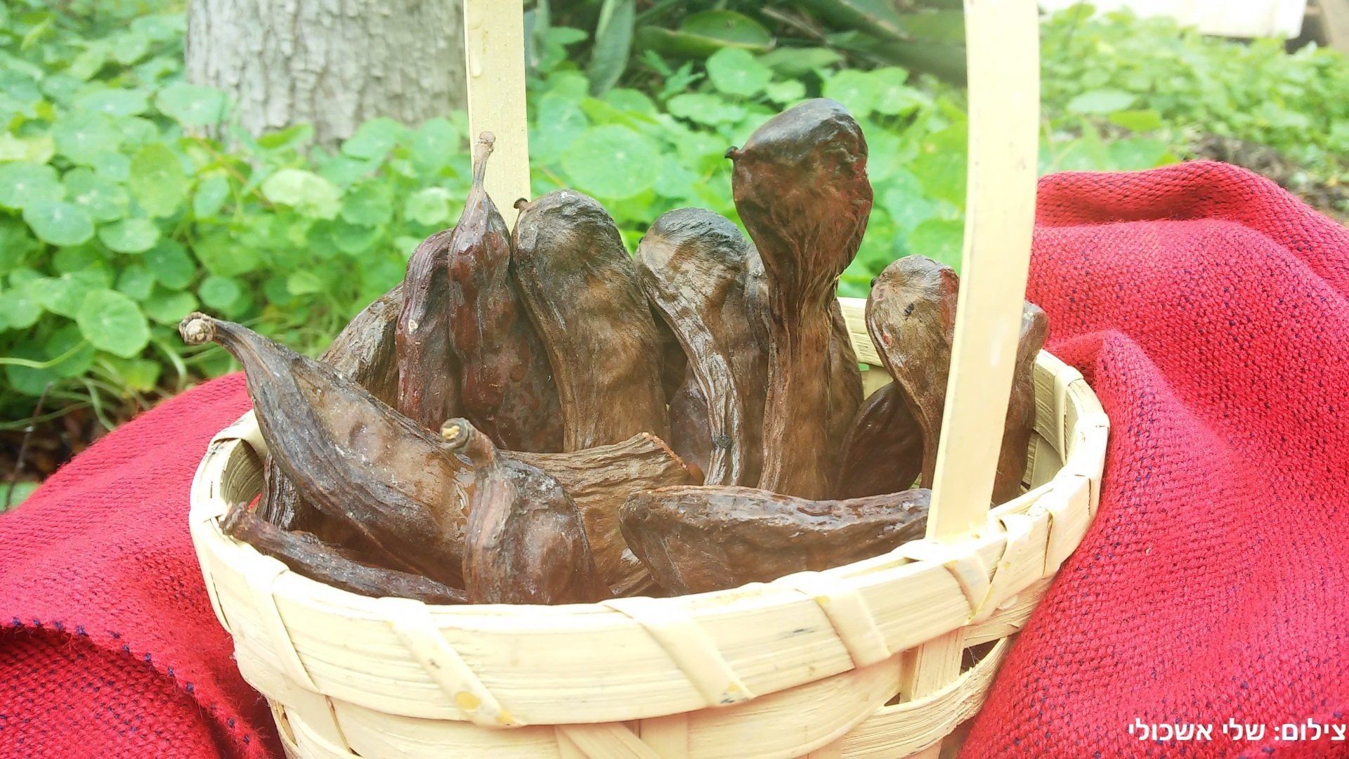 Basket of dark brown carob pods on red cloth outdoors.