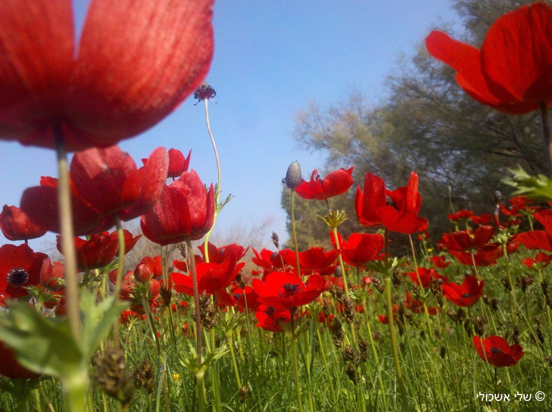 Field of vibrant red anemone flowers blooming under a clear blue sky.