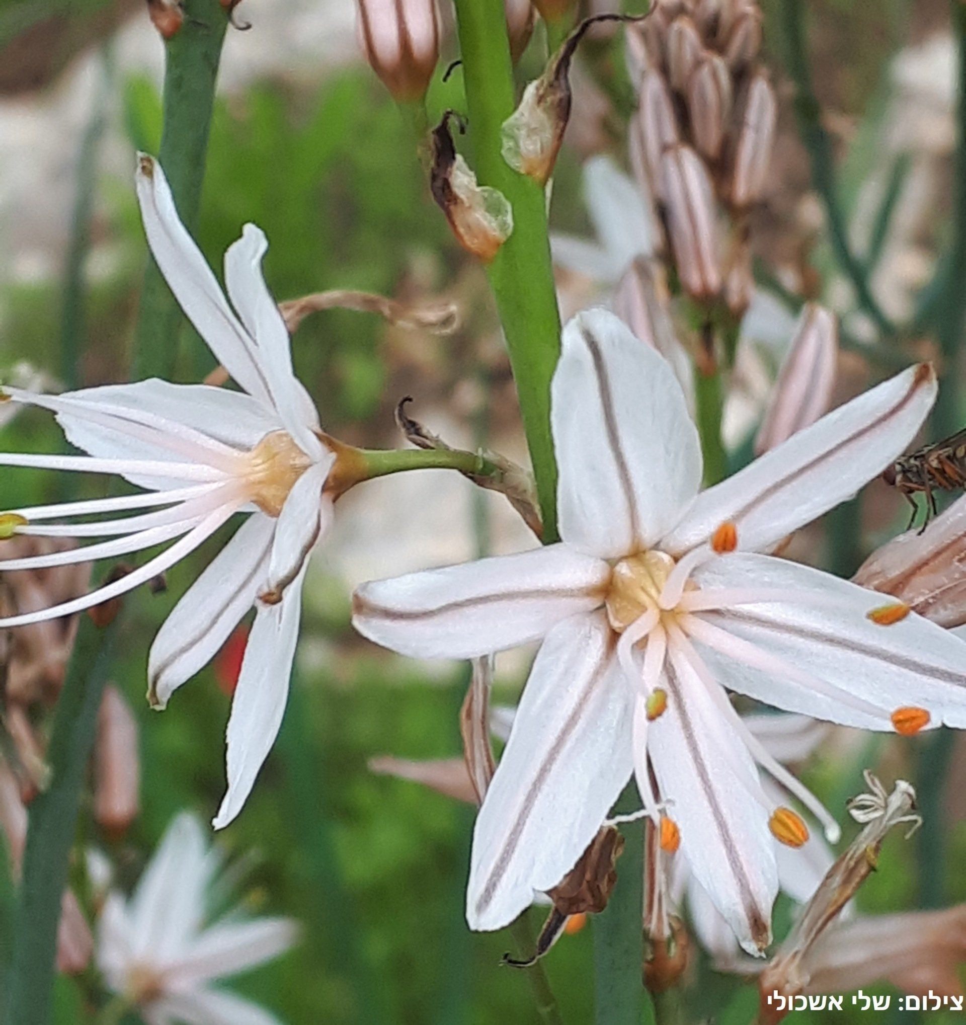 White flowers with brown stripes and a yellow center, growing on a green stem.