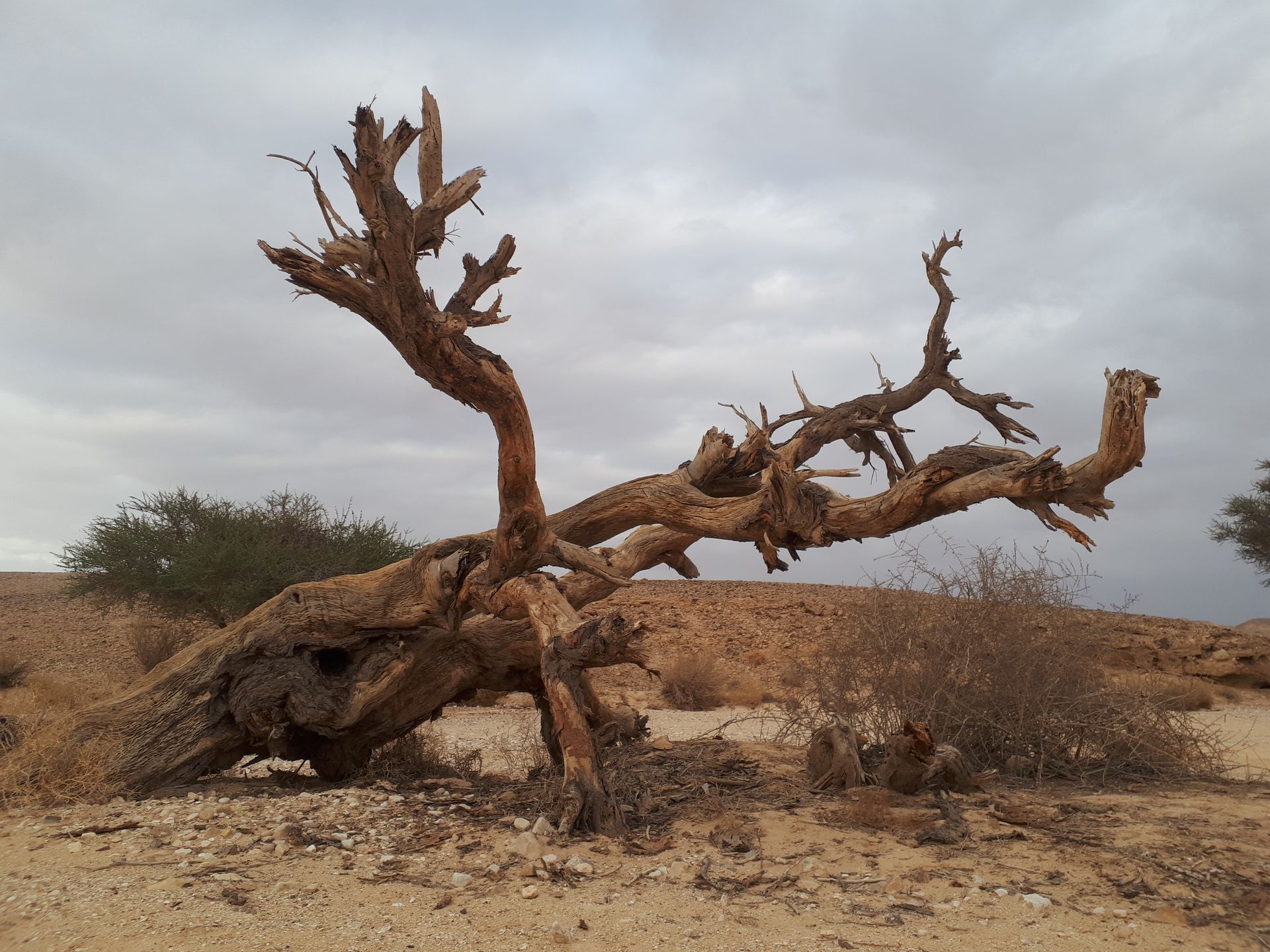 Fallen, dead tree in a desert landscape under a cloudy sky.