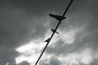 Silhouetted birds perched on a wire against a cloudy sky.