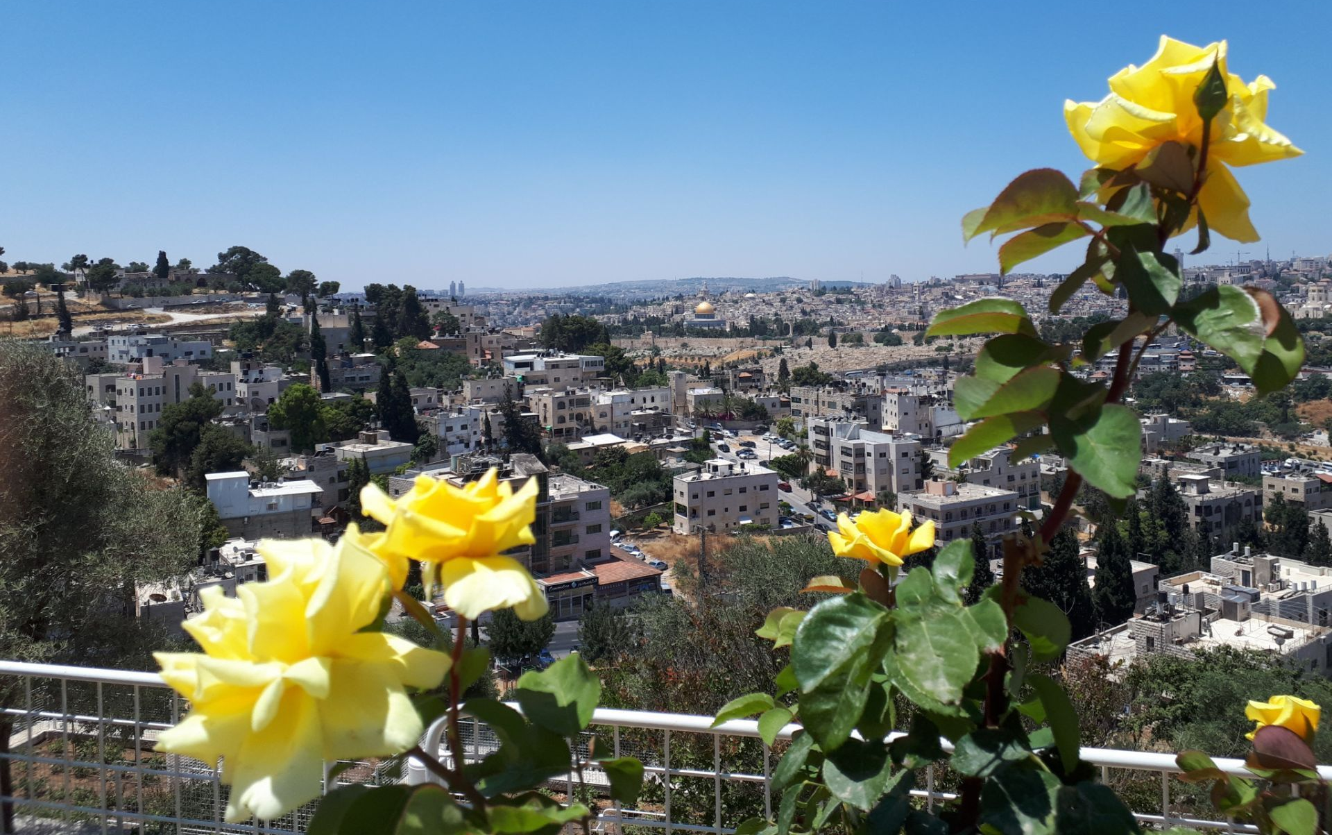 Yellow roses in bloom overlook a cityscape with white buildings and a blue sky.