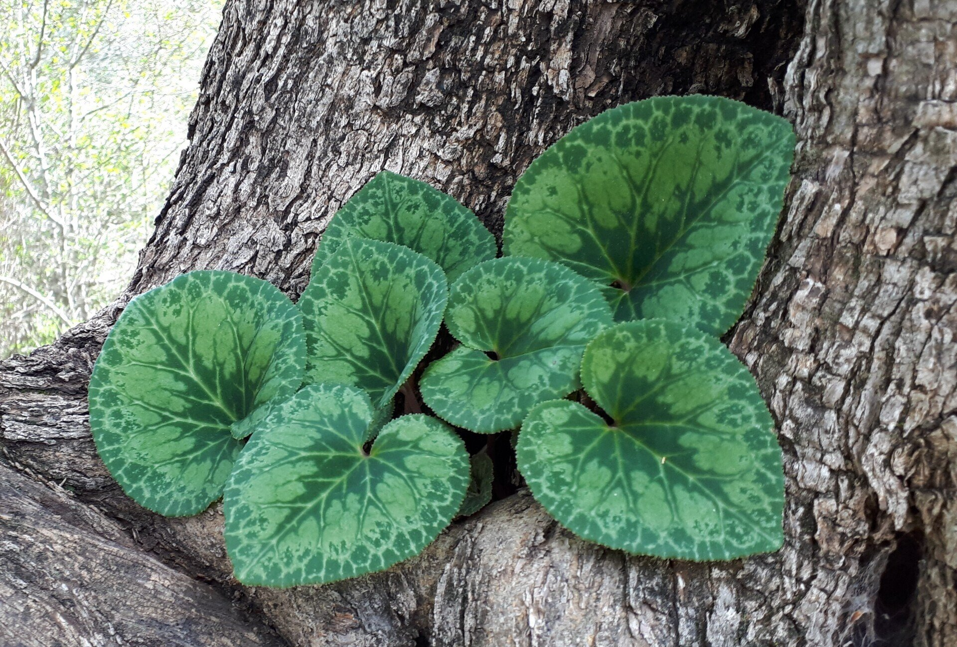 Green leaves with mottled patterns grow on a textured tree trunk.