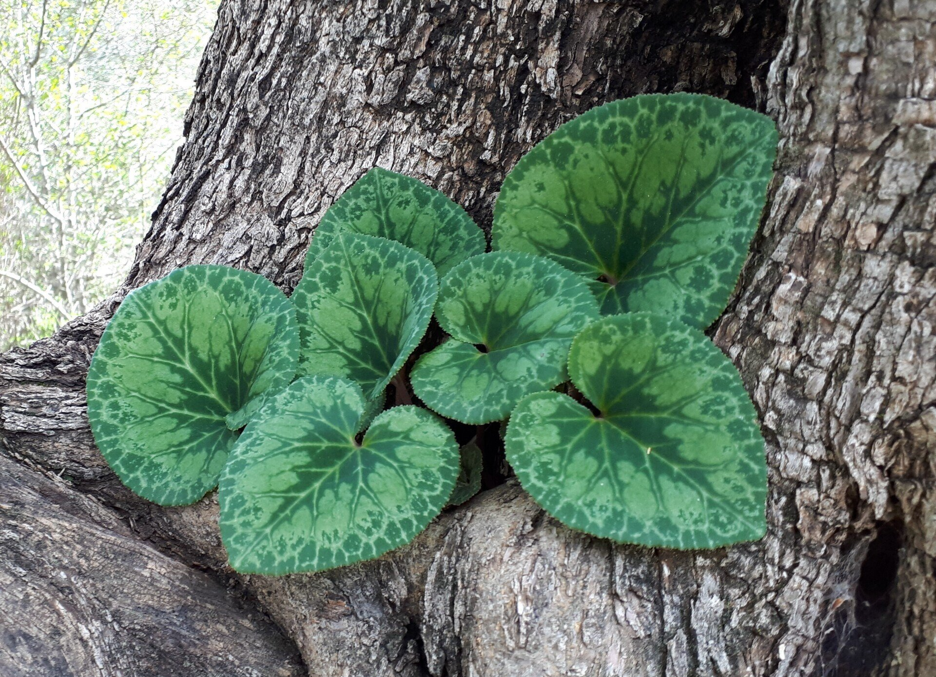 Green heart-shaped leaves with mottled patterns grow on a tree trunk with textured bark.