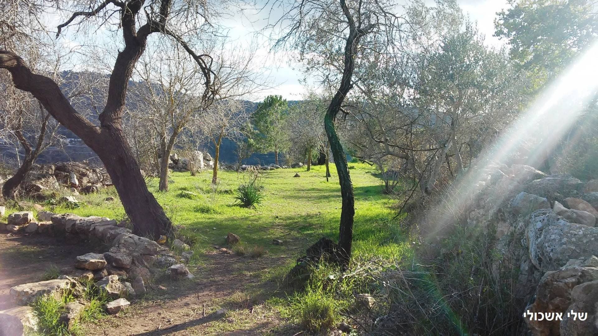 Lush green field with trees under a bright sun. A stone wall is in the foreground.