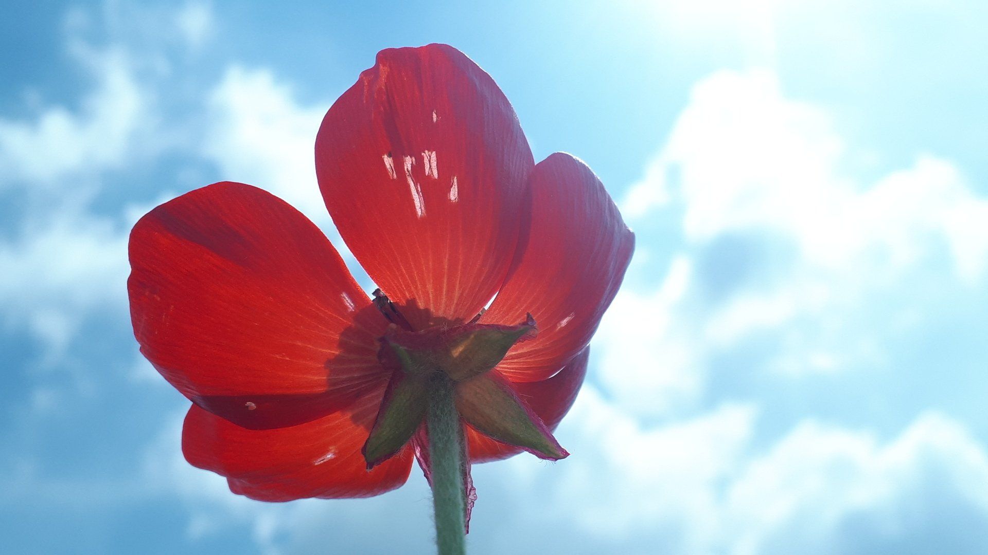 Red flower with translucent petals against a bright blue sky.