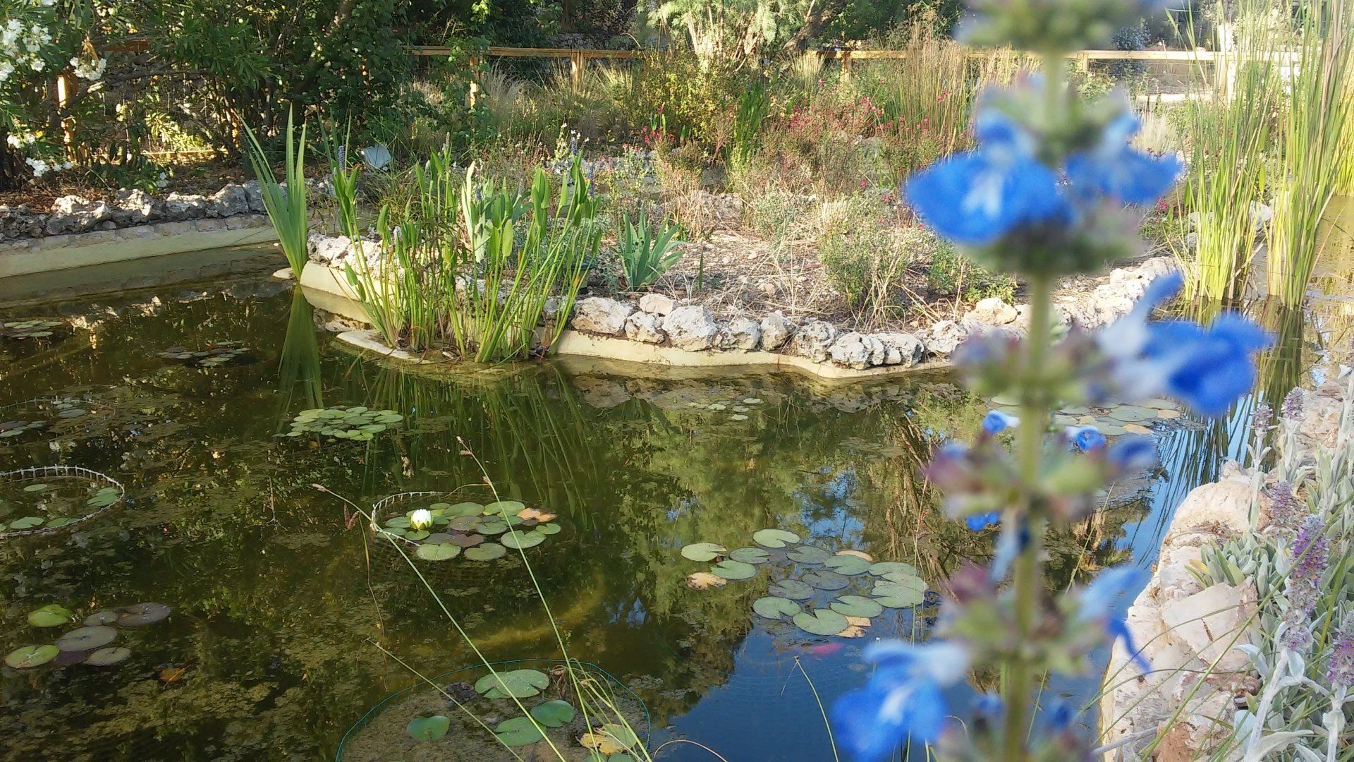 Pond with lily pads and reeds; blue flowers in foreground, sunlight reflecting on water.