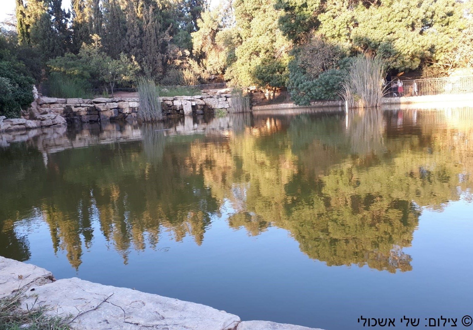 Pond reflecting trees with a stone bridge in a park setting.