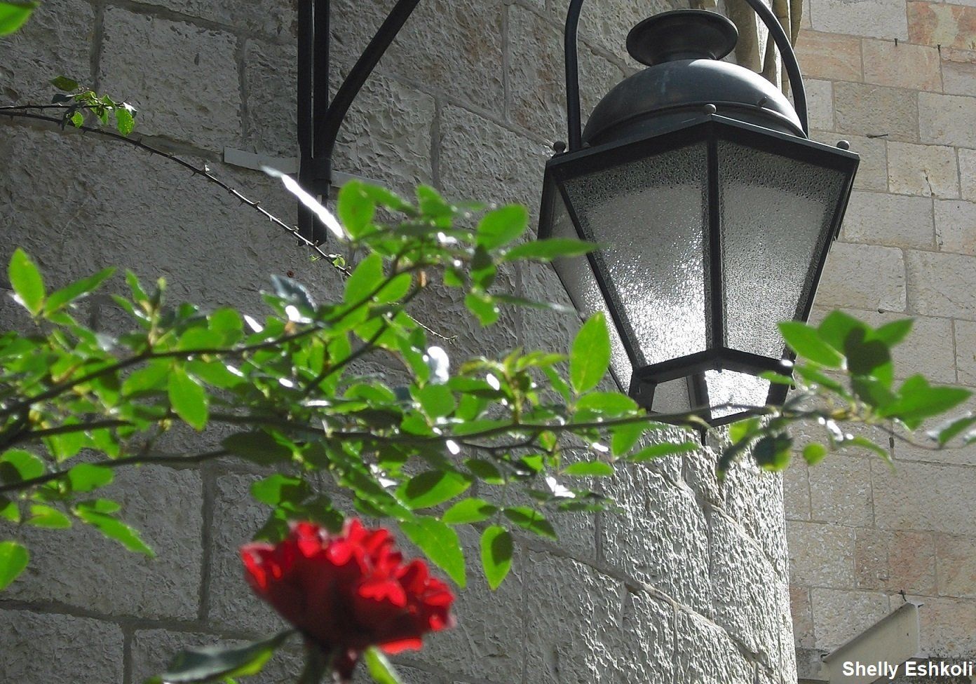 Red rose and green leaves near an ornate black lantern on a stone wall.