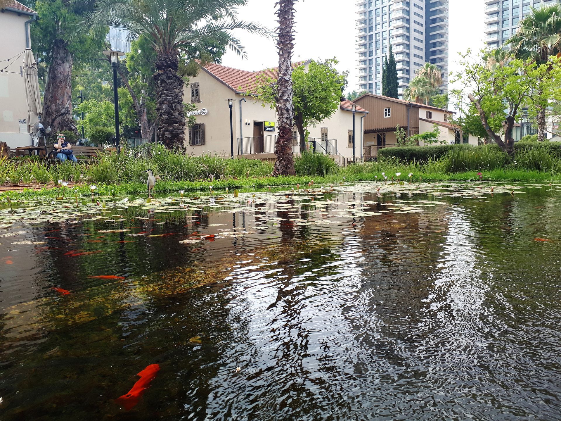Pond with goldfish, lily pads, and reflection of houses and trees. Tall buildings in the background.