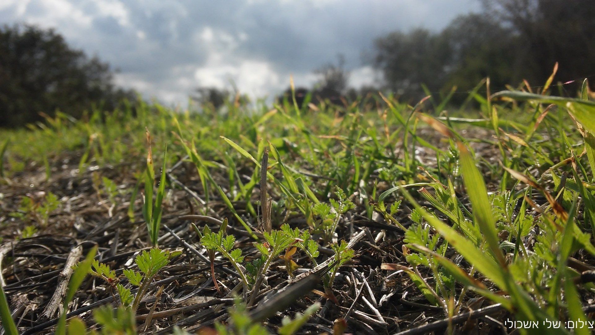 Close-up of green grass and weeds with a blurred cloudy sky in the background.