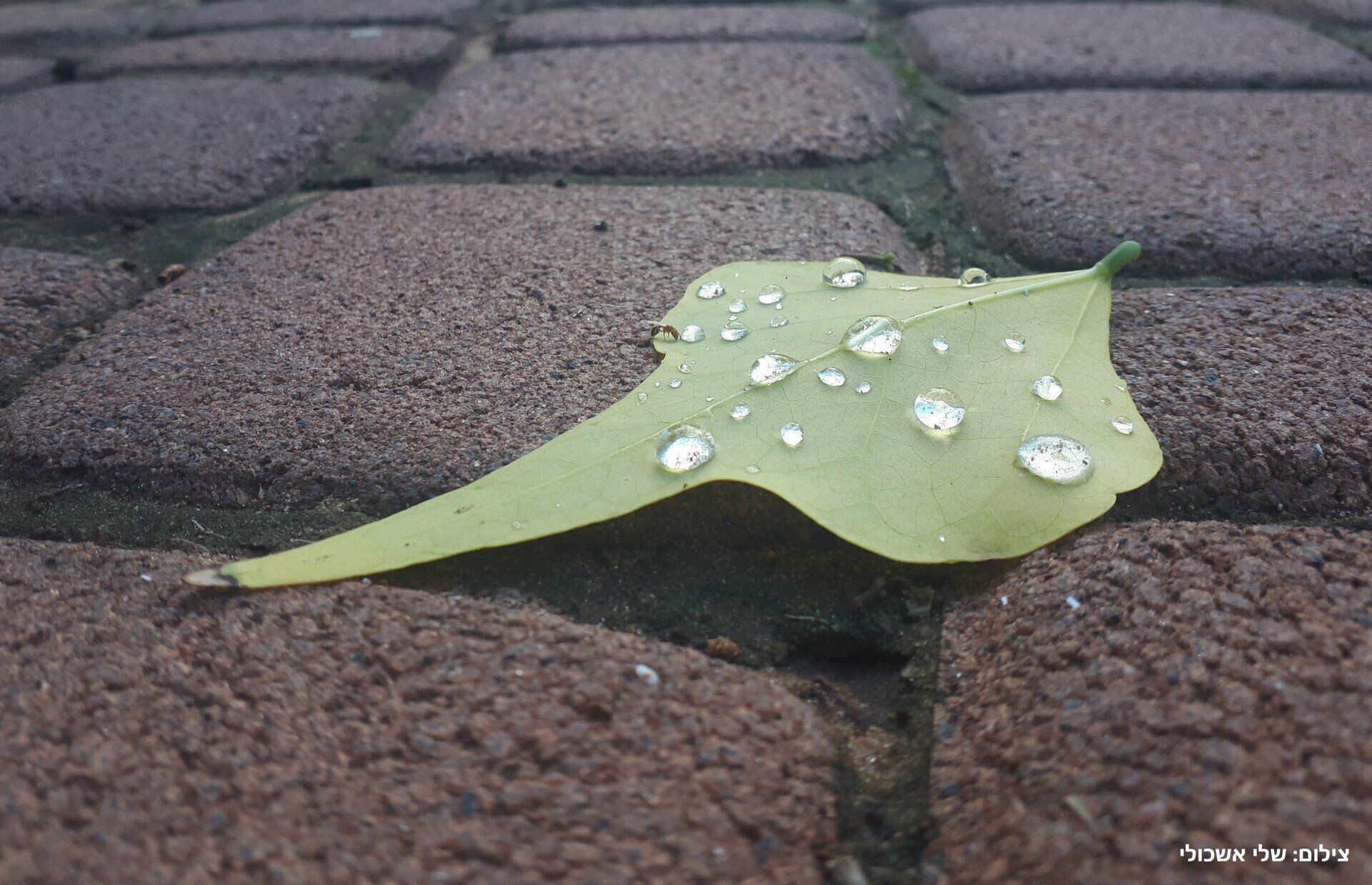 Green leaf with water droplets on brick paving.