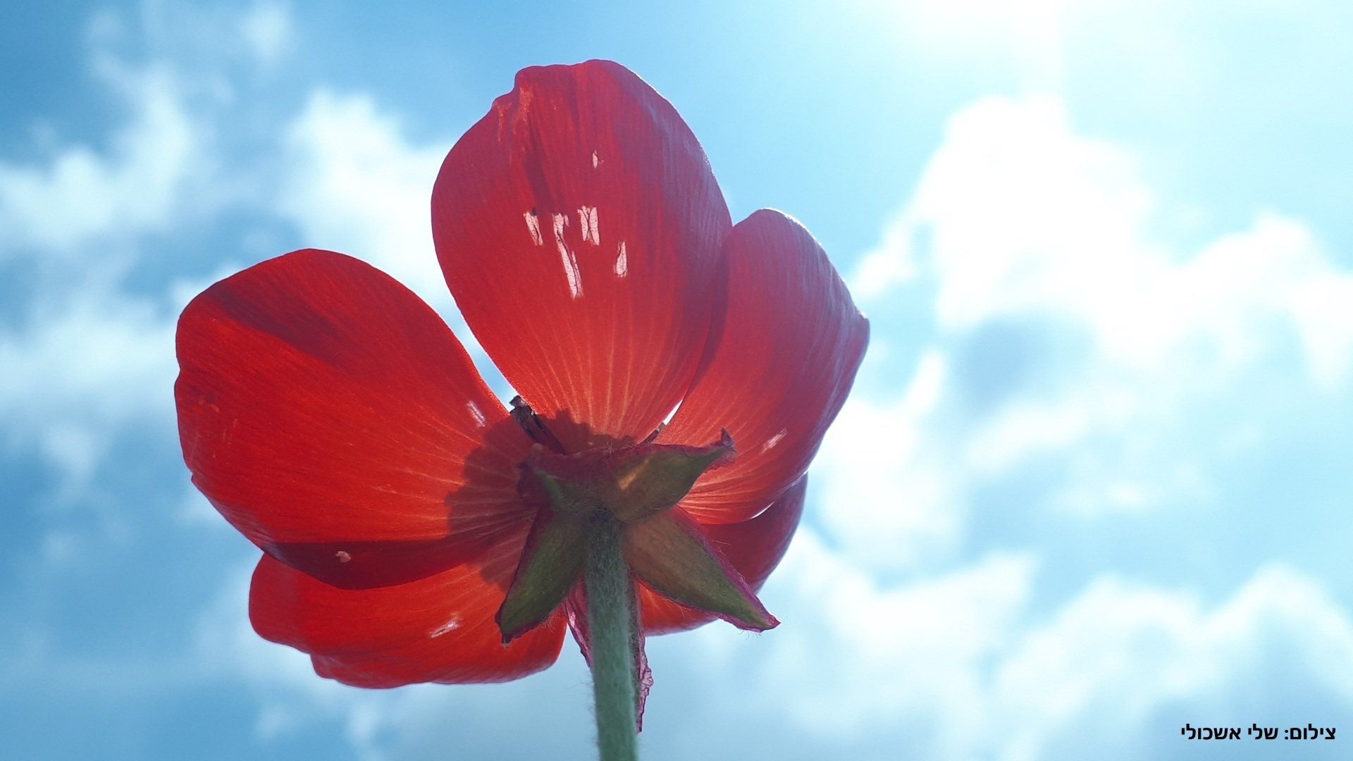 Red flower against a bright blue sky with white clouds; sunlight shines through the petals.