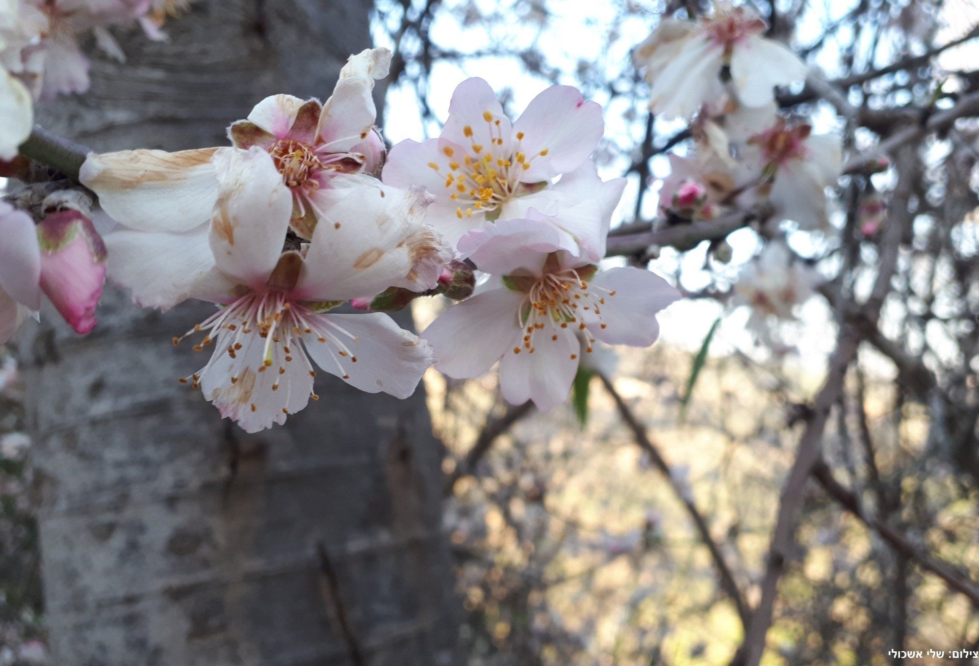 Close-up of almond blossoms, delicate pink and white petals blooming on branches against a blurred background.