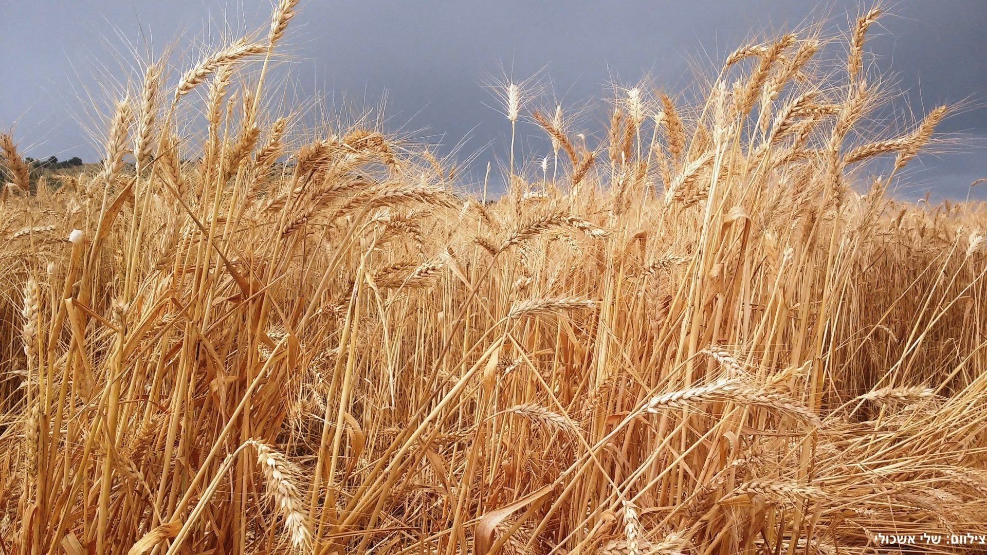 Golden wheat field swaying in the wind under a cloudy sky.