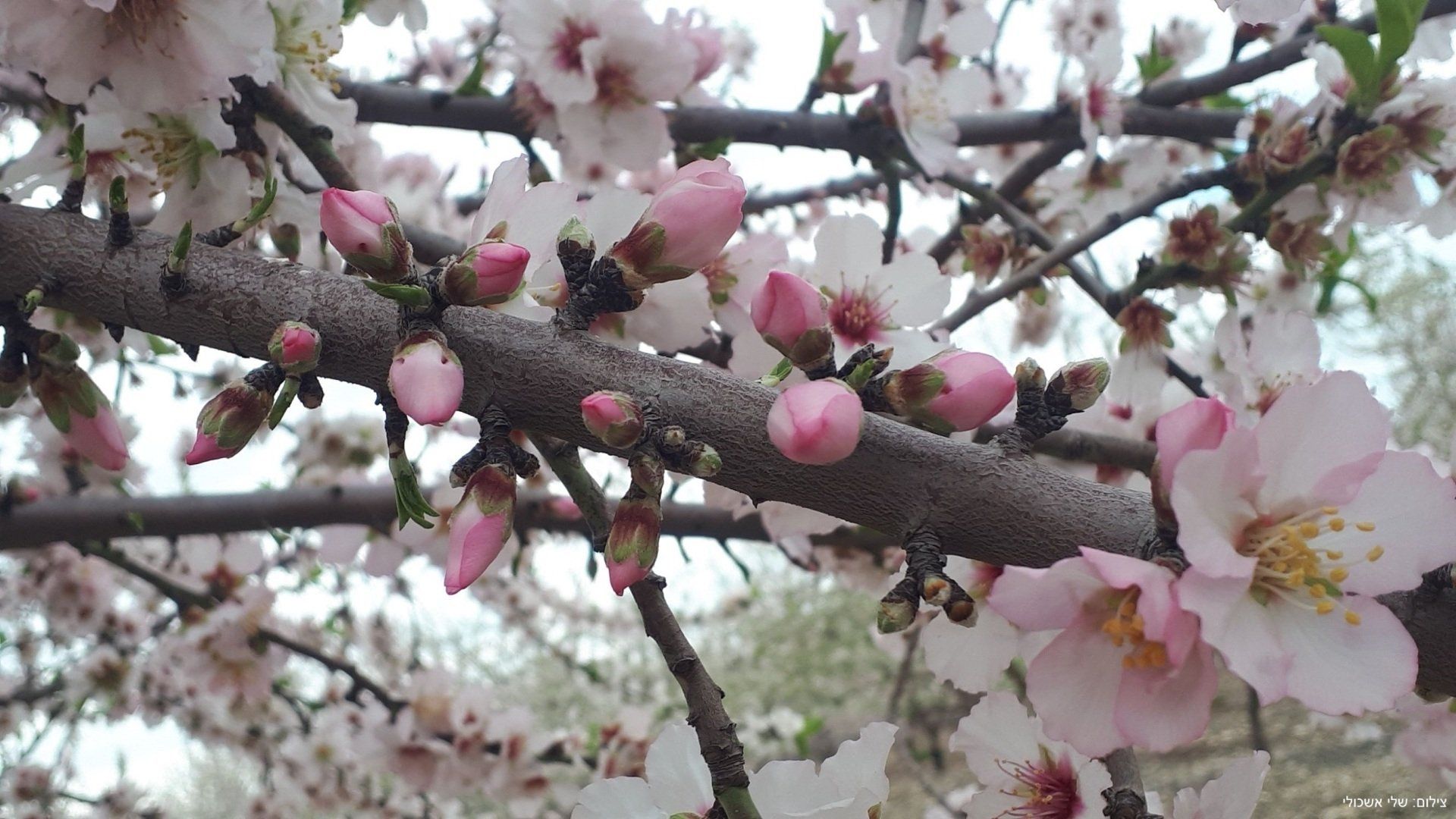 Almond tree branch with pink and white blossoms in full bloom.