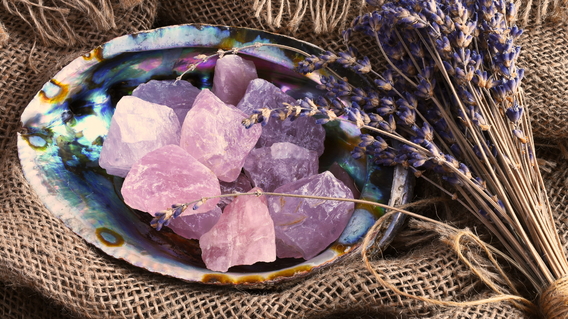 A sea shell filled with purple crystals and lavender flowers.