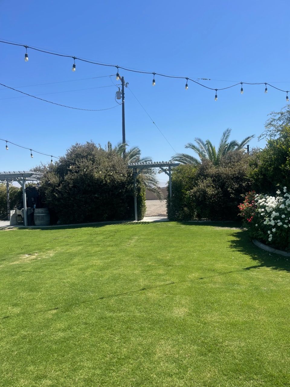 Sunny backyard with green lawn, string lights, and a hedge-framed gate under a blue sky