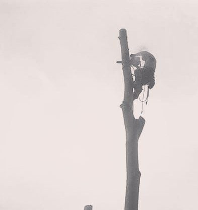 Tree cutters