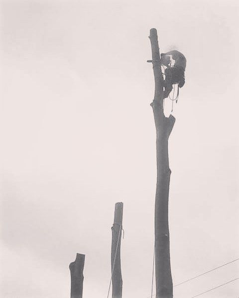 Tree cutters