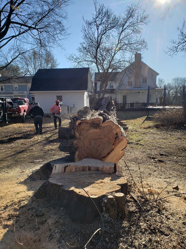 Tree cutters
