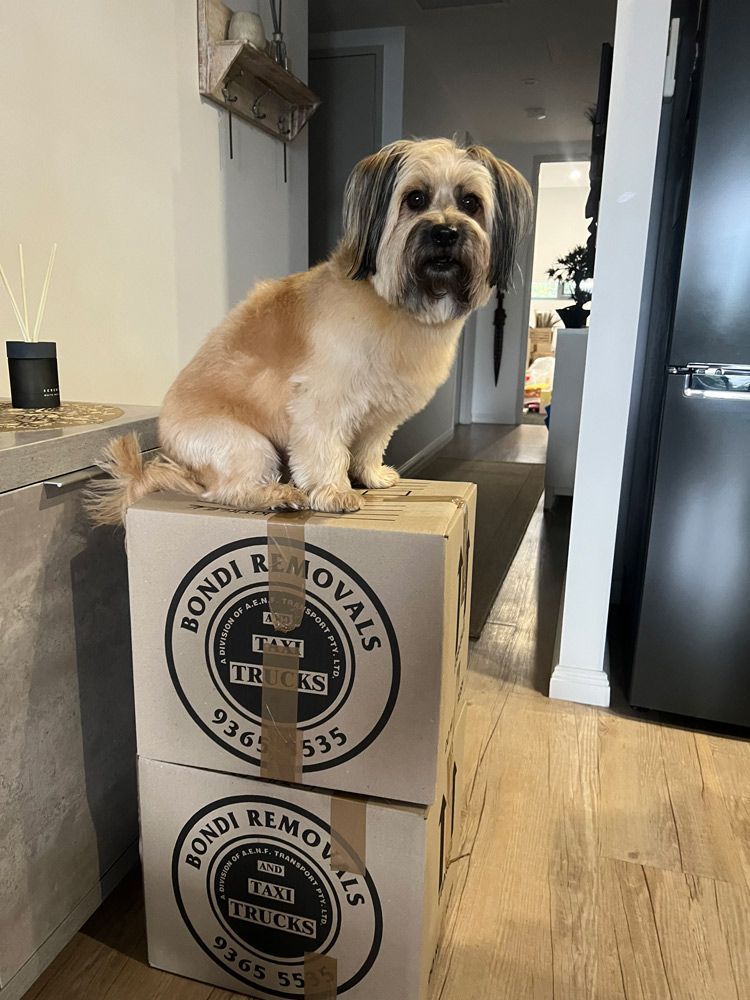 A Dog Is Sitting on Top of A Stack of Cardboard Boxes — Bondi Removals and Taxi Trucks In Double Bay, NSW