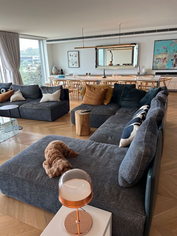 A Dog is Laying on a Couch in a Living Room — Bondi Removals and Taxi Trucks in Randwick, NSW