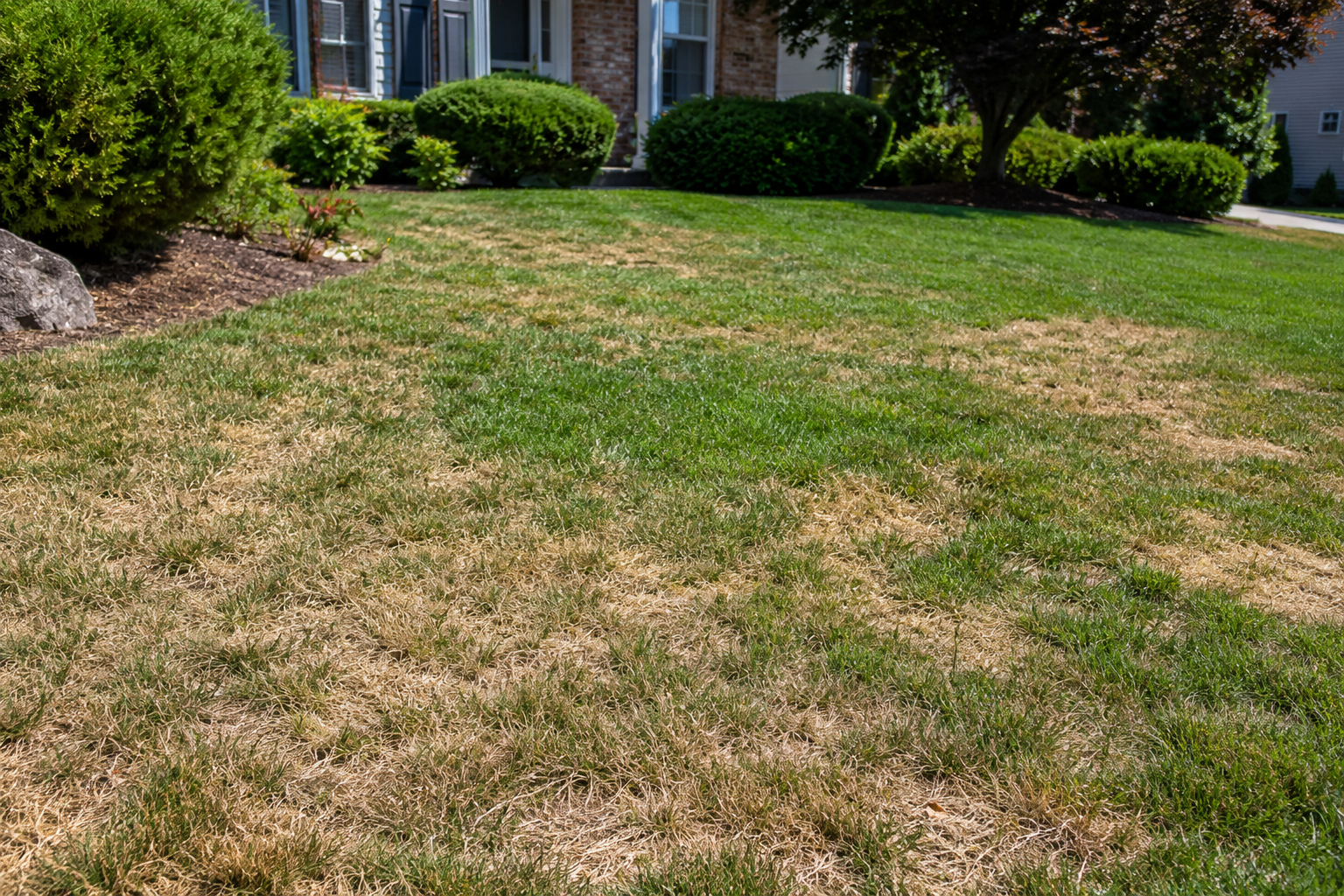 Patchy brown and green front lawn in a suburban yard with bushes and a house in the background