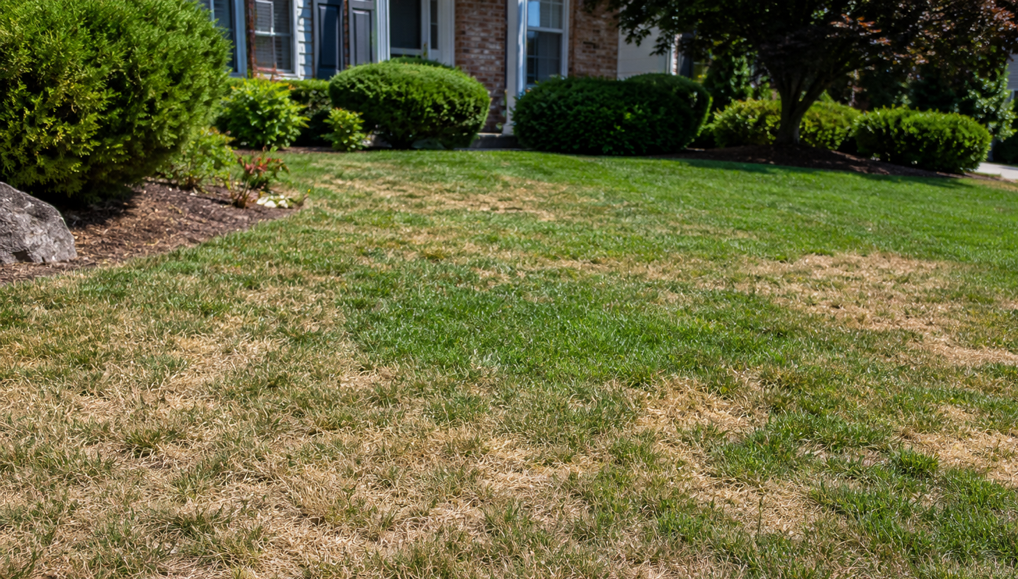 Brown, patchy lawn in front of a house with green shrubs and landscaping.
