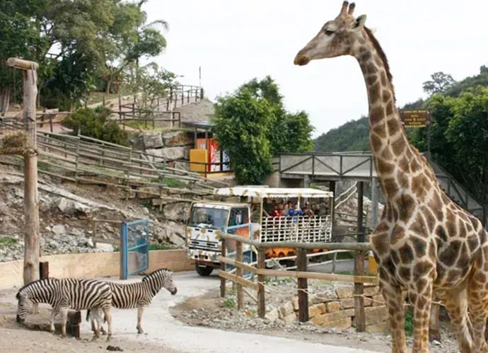 animals relleu
