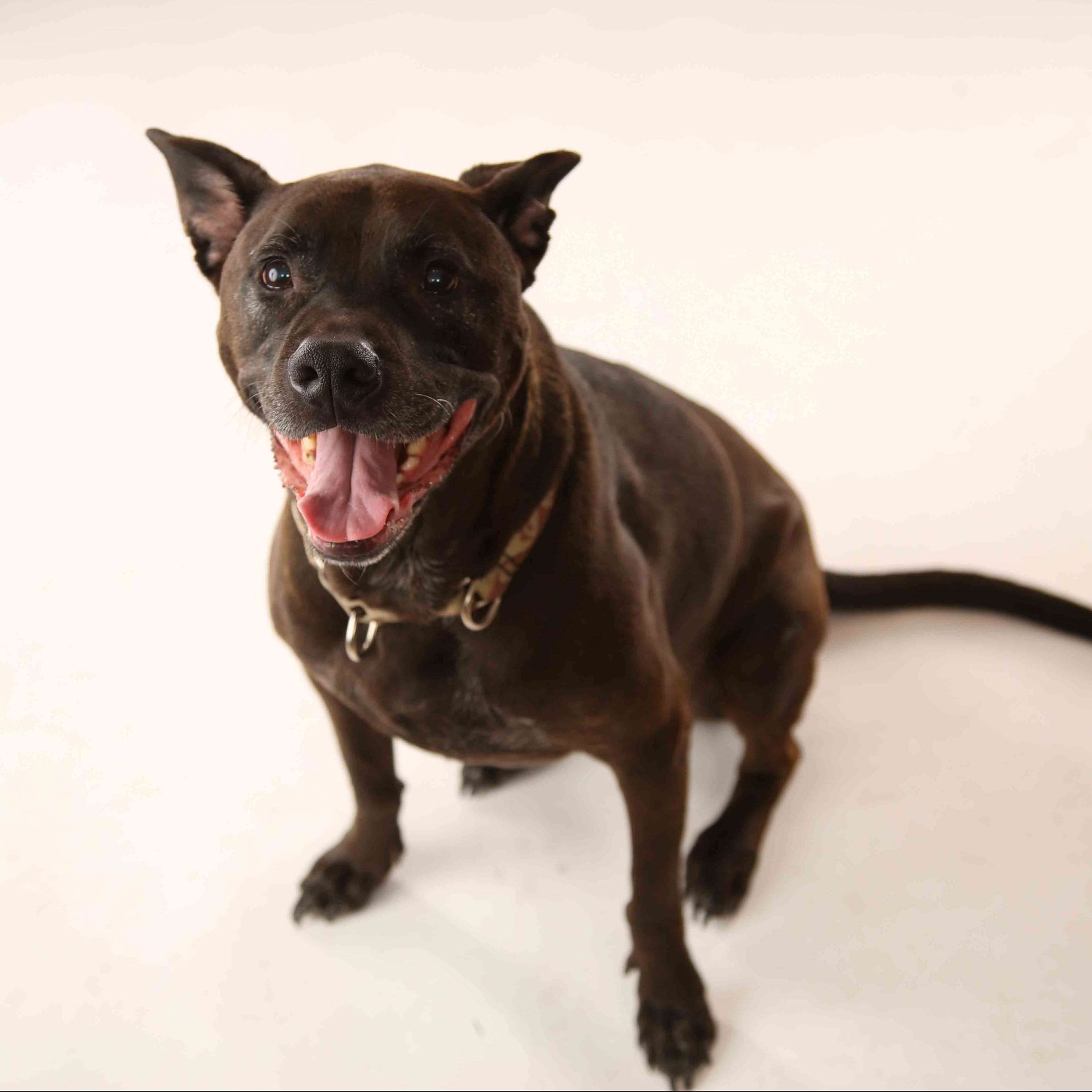 Small black dog with tongue out, standing on a white background.