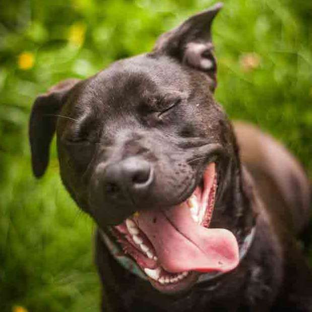 Black dog with eyes closed, panting with mouth wide open against a green background